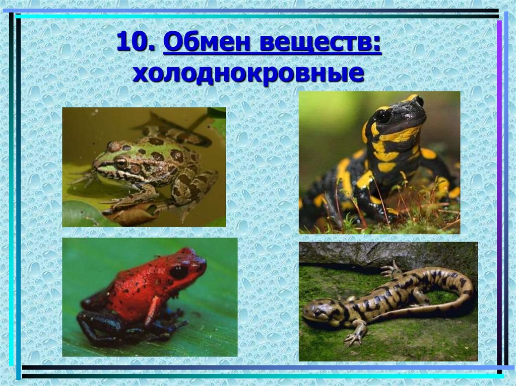 10. Обмен веществ: холоднокровные