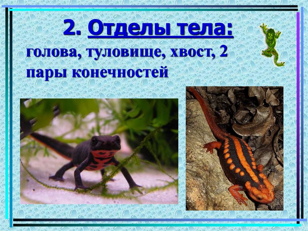 2. Отделы тела: