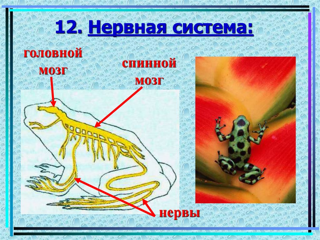 12. Нервная система: