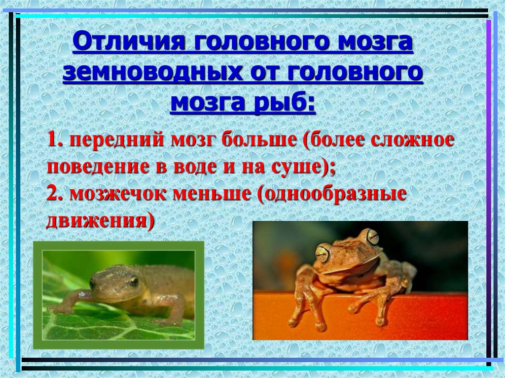 Отличия головного мозга земноводных от головного мозга рыб: