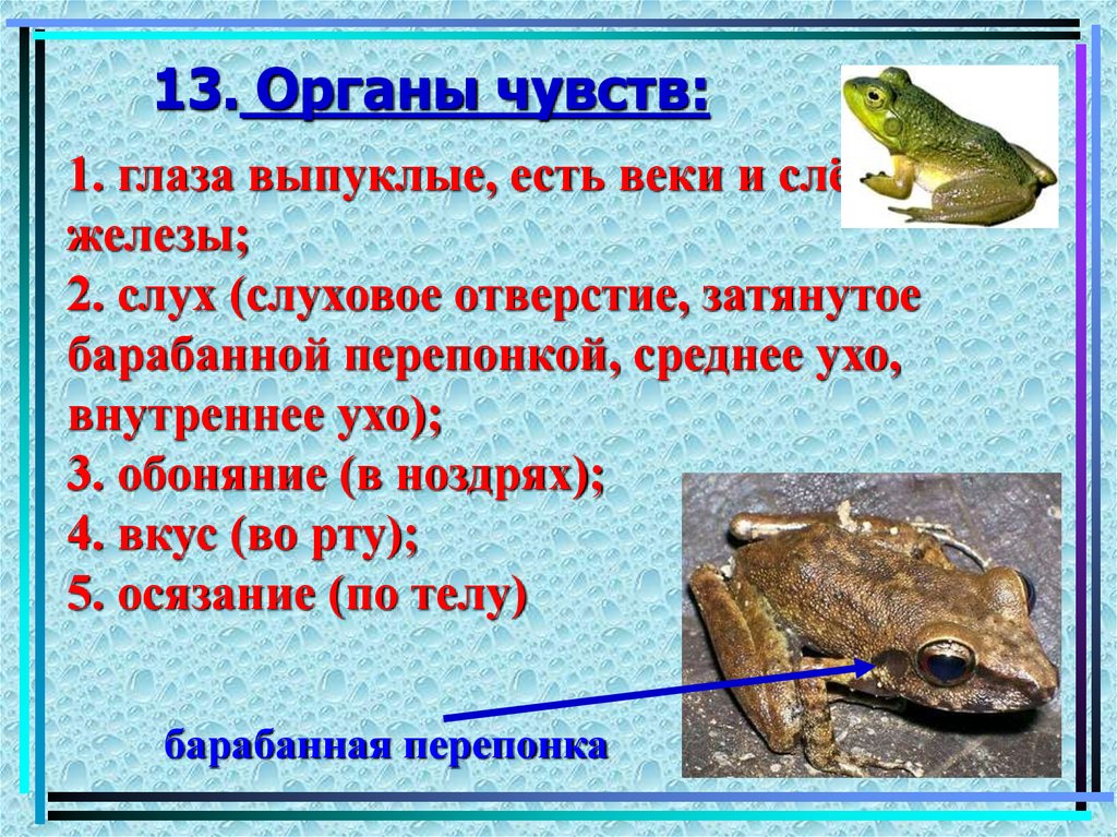 13. Органы чувств: