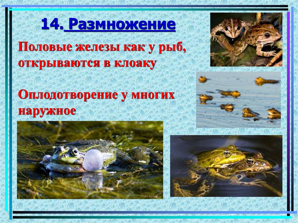 14. Размножение