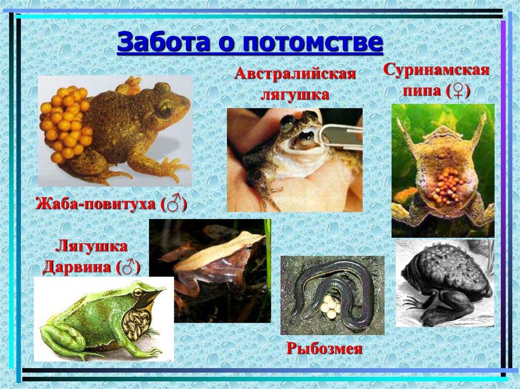 Забота о потомстве