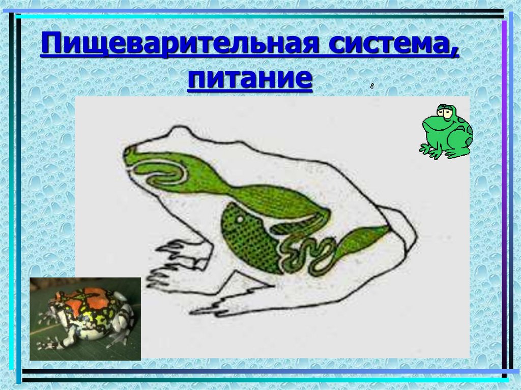 Пищеварительная система, питание