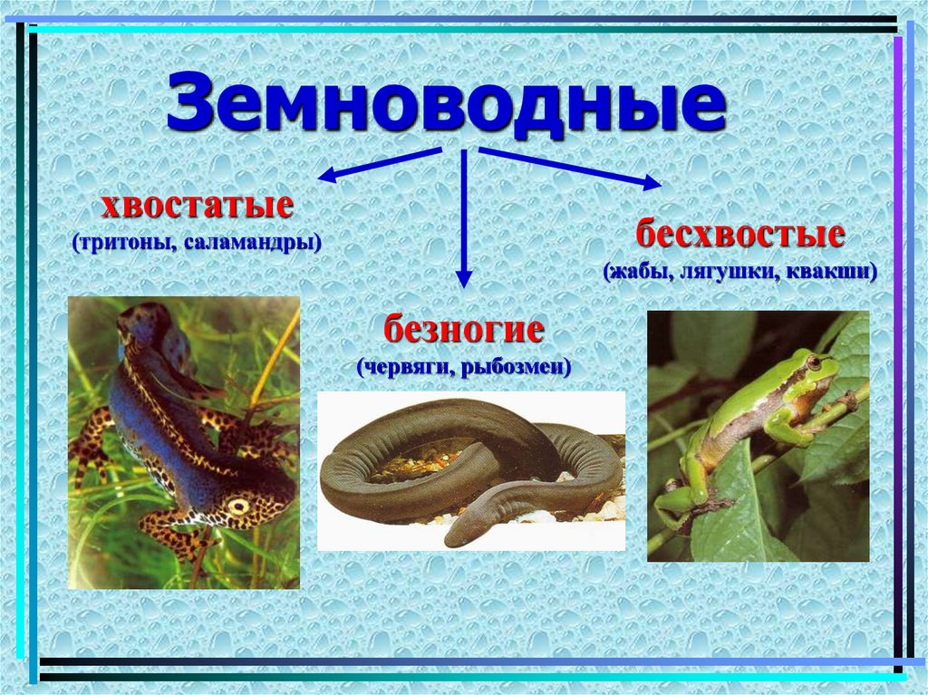 Земноводные