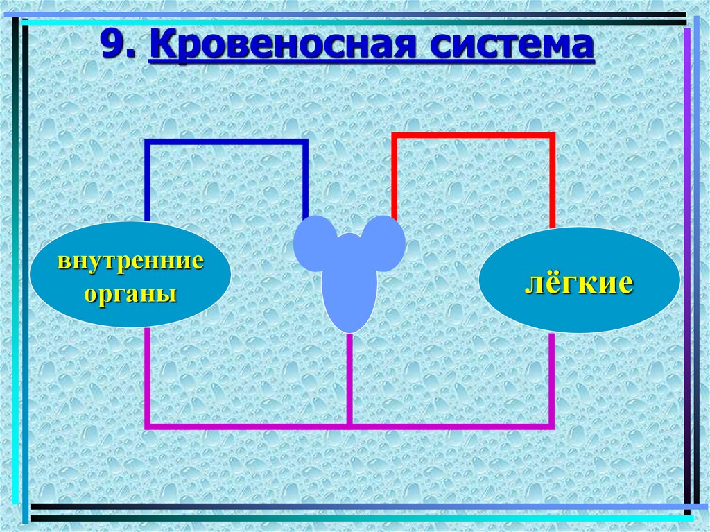 9. Кровеносная система
