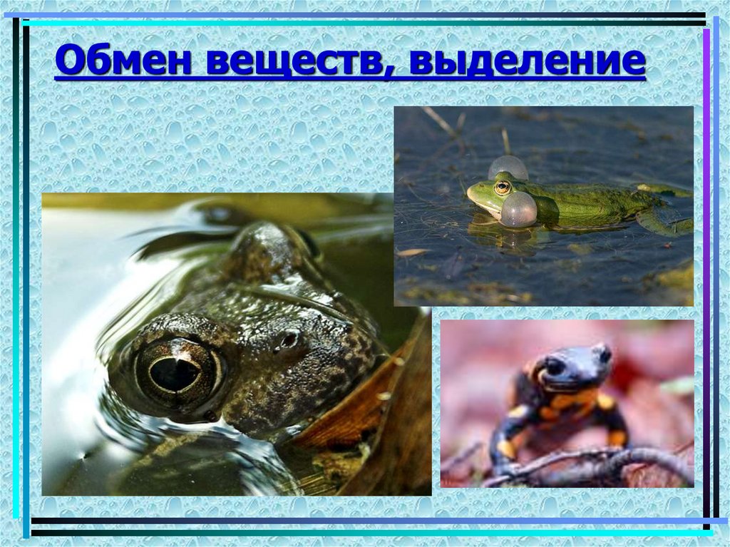Обмен веществ, выделение