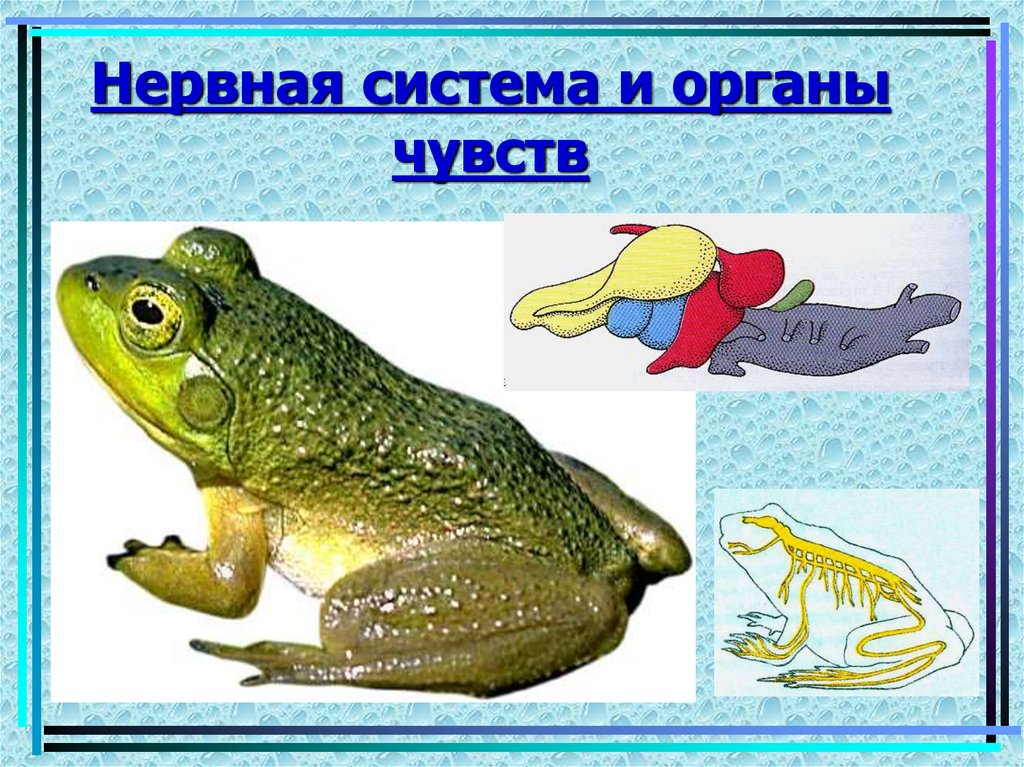 Нервная система и органы чувств