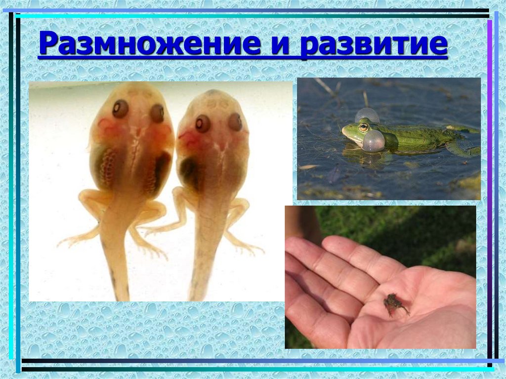 Размножение и развитие