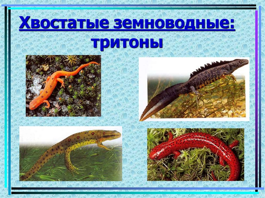 Хвостатые земноводные: тритоны
