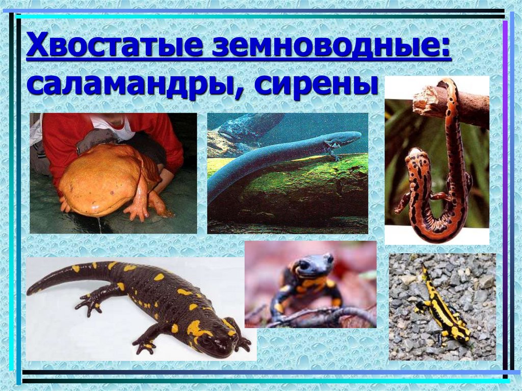 Хвостатые земноводные: саламандры, сирены