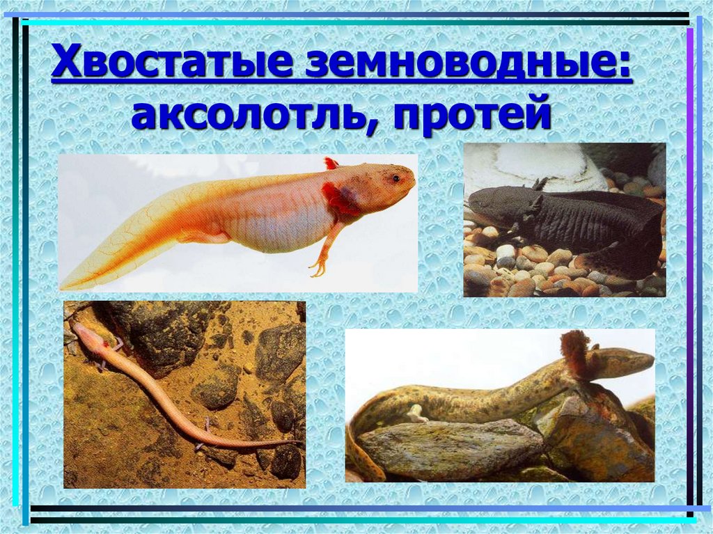 Хвостатые земноводные: аксолотль, протей