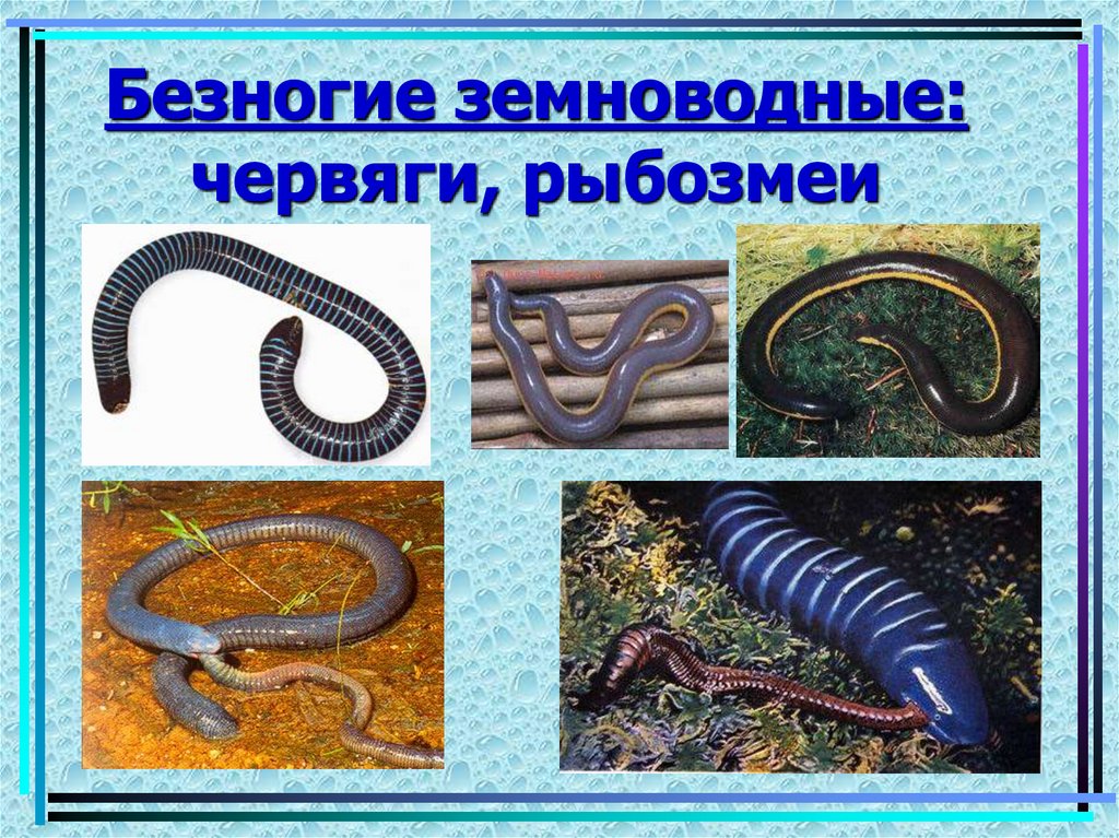 Безногие земноводные: червяги, рыбозмеи