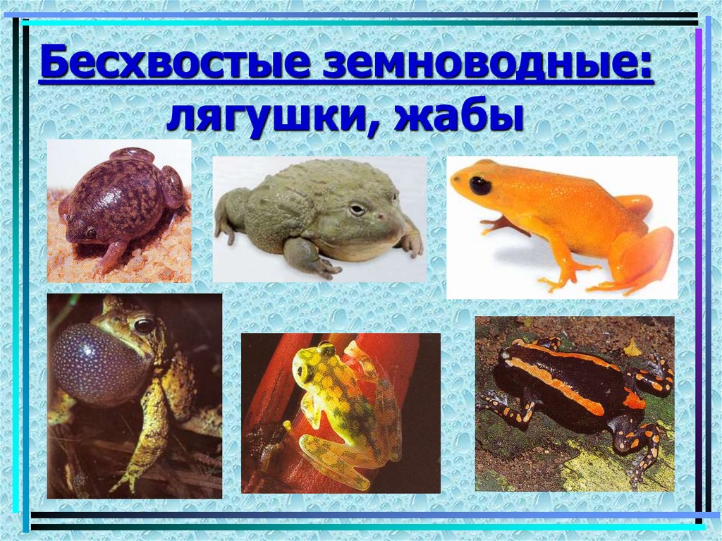 Бесхвостые земноводные: лягушки, жабы