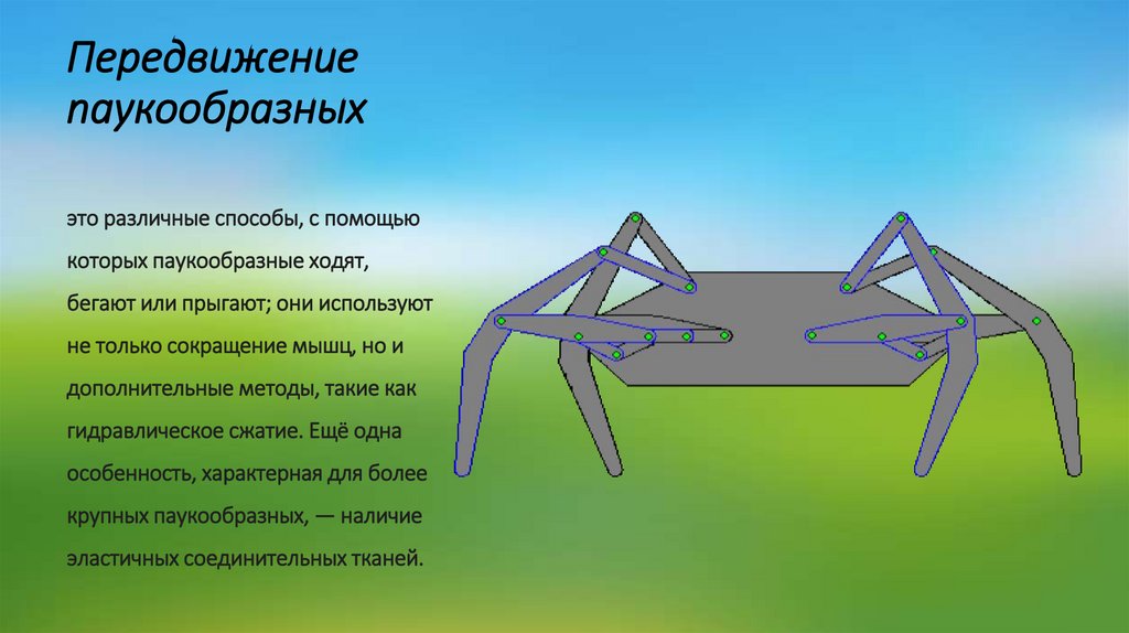 Передвижение паукообразных