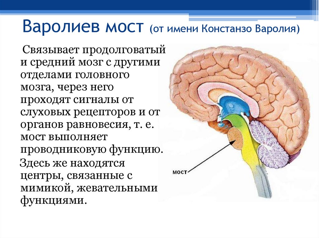 Варолиев мост (от имени Констанзо Варолия)