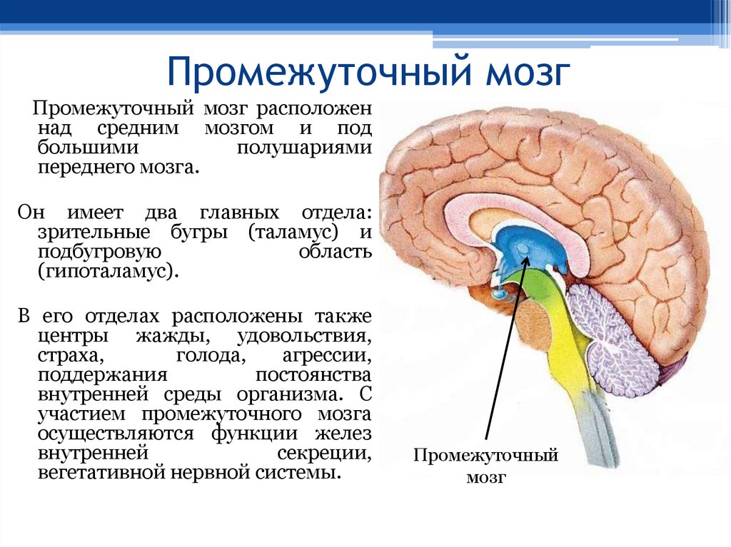 Промежуточный мозг