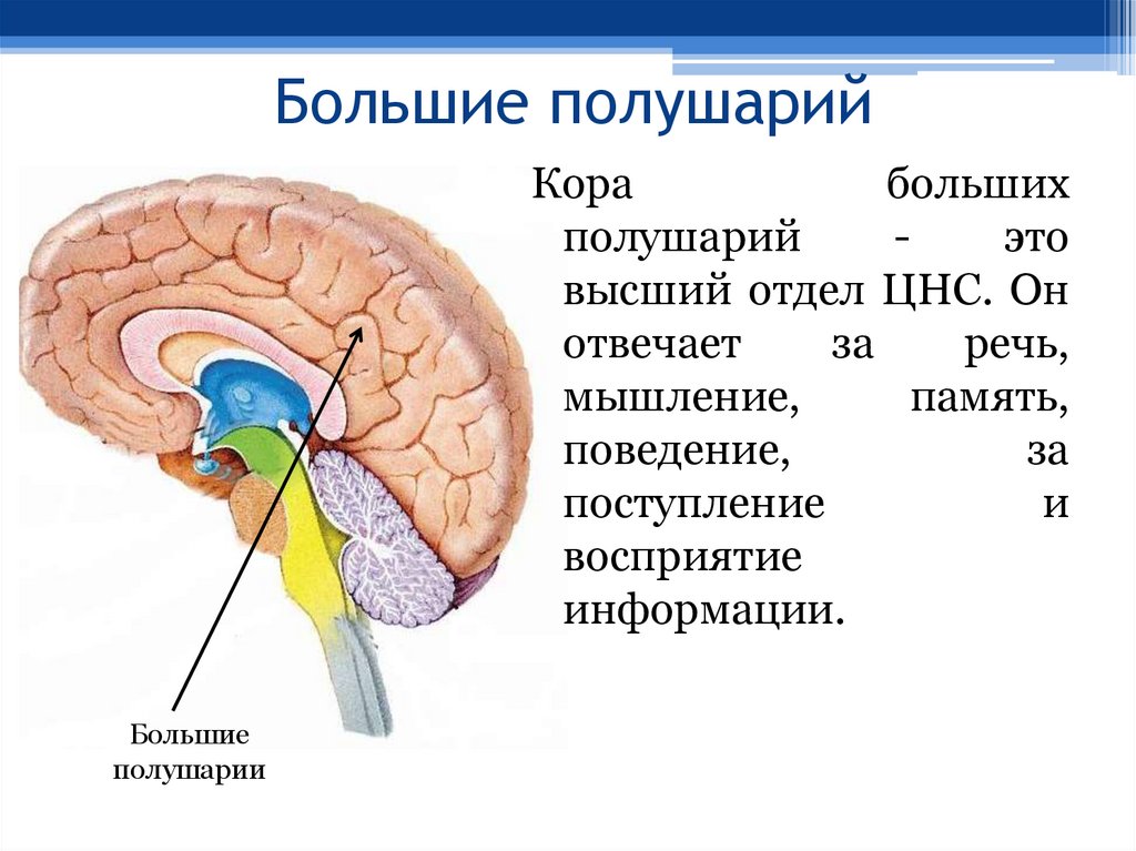 Большие полушарий