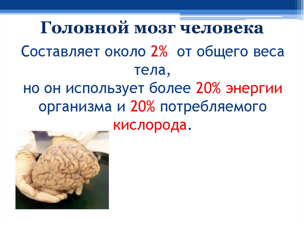 Составляет около 2% от общего веса тела, но он использует более 20% энергии организма и 20% потребляемого кислорода.