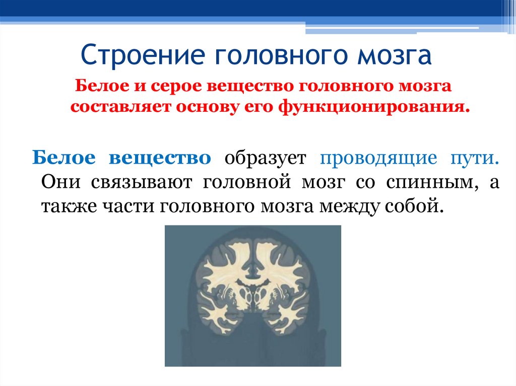 Строение головного мозга