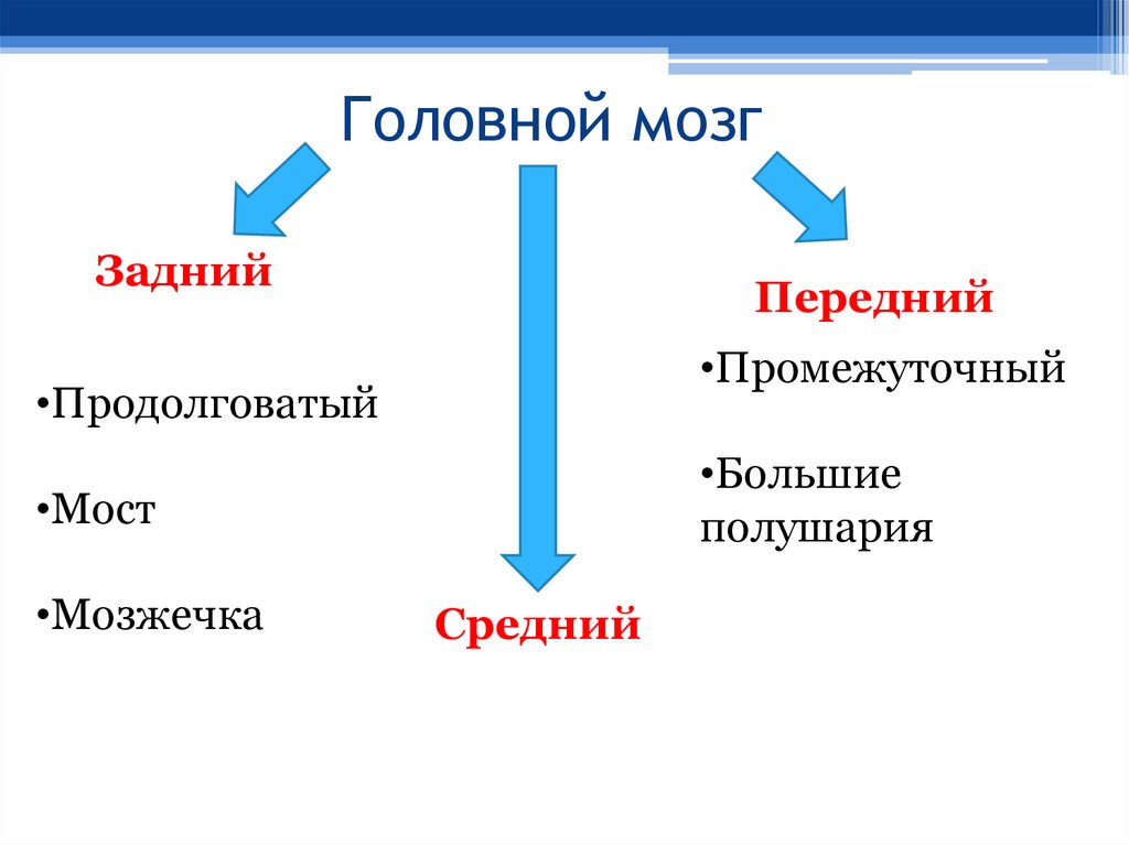 Головной мозг
