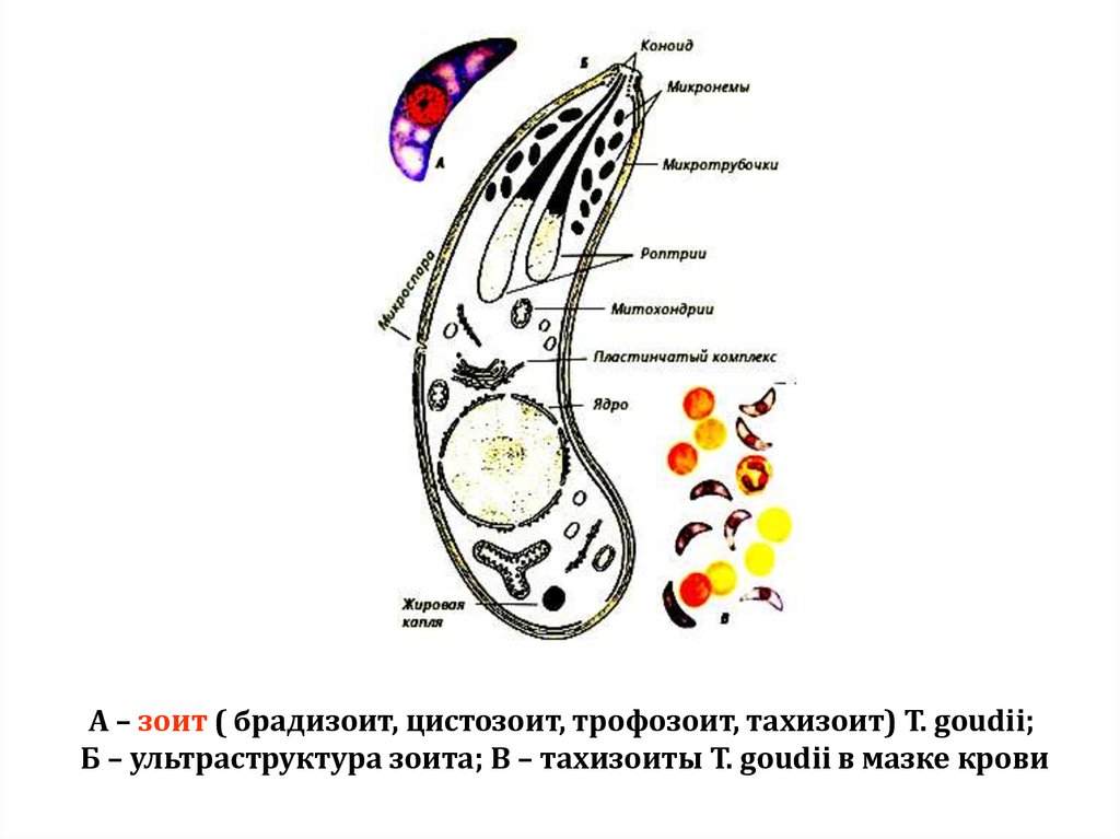 А – зоит ( брадизоит, цистозоит, трофозоит, тахизоит) T. goudii; Б – ультраструктура зоита; В – тахизоиты T. goudii в мазке