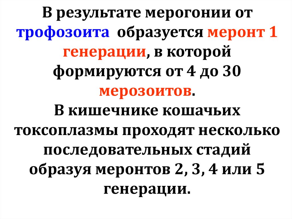 В результате мерогонии от трофозоита образуется меронт 1 генерации, в которой формируются от 4 до 30 мерозоитов. В кишечнике