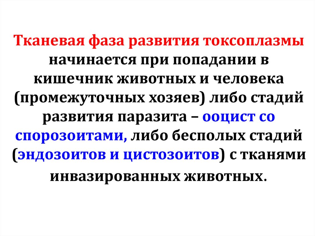 Тканевая фаза развития токсоплазмы начинается при попадании в кишечник животных и человека (промежуточных хозяев) либо стадий