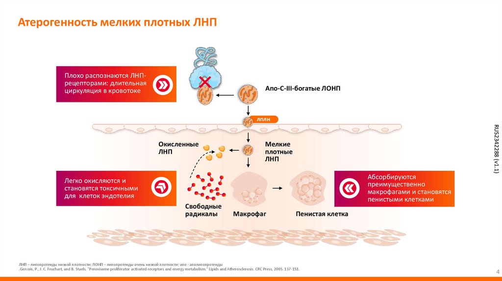 Атерогенность мелких плотных ЛНП