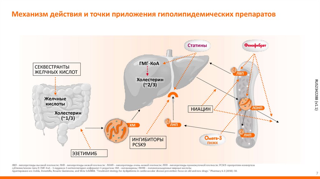Механизм действия и точки приложения гиполипидемических препаратов