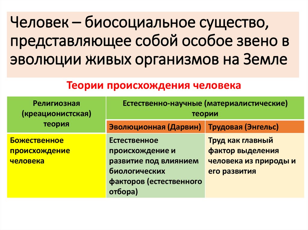 Человек – биосоциальное существо, представляющее собой особое звено в эволюции живых организмов на Земле
