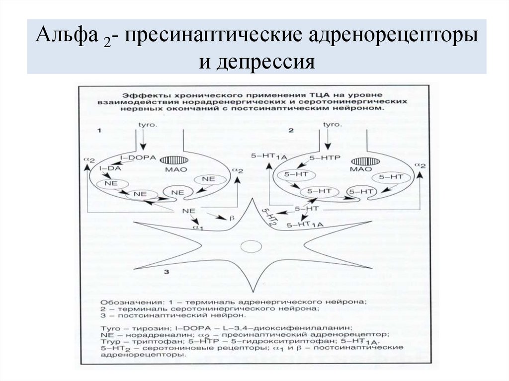 Альфа 2- пресинаптические адренорецепторы и депрессия