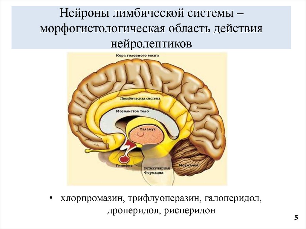 Нейроны лимбической системы – морфогистологическая область действия нейролептиков