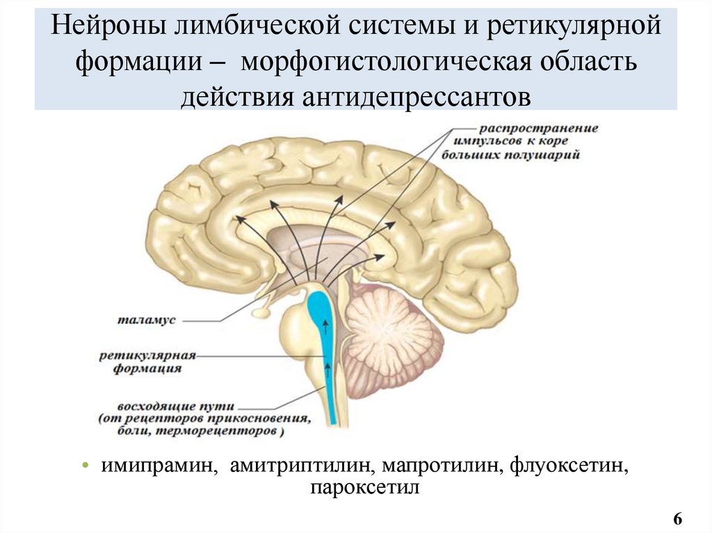 Нейроны лимбической системы и ретикулярной формации – морфогистологическая область действия антидепрессантов