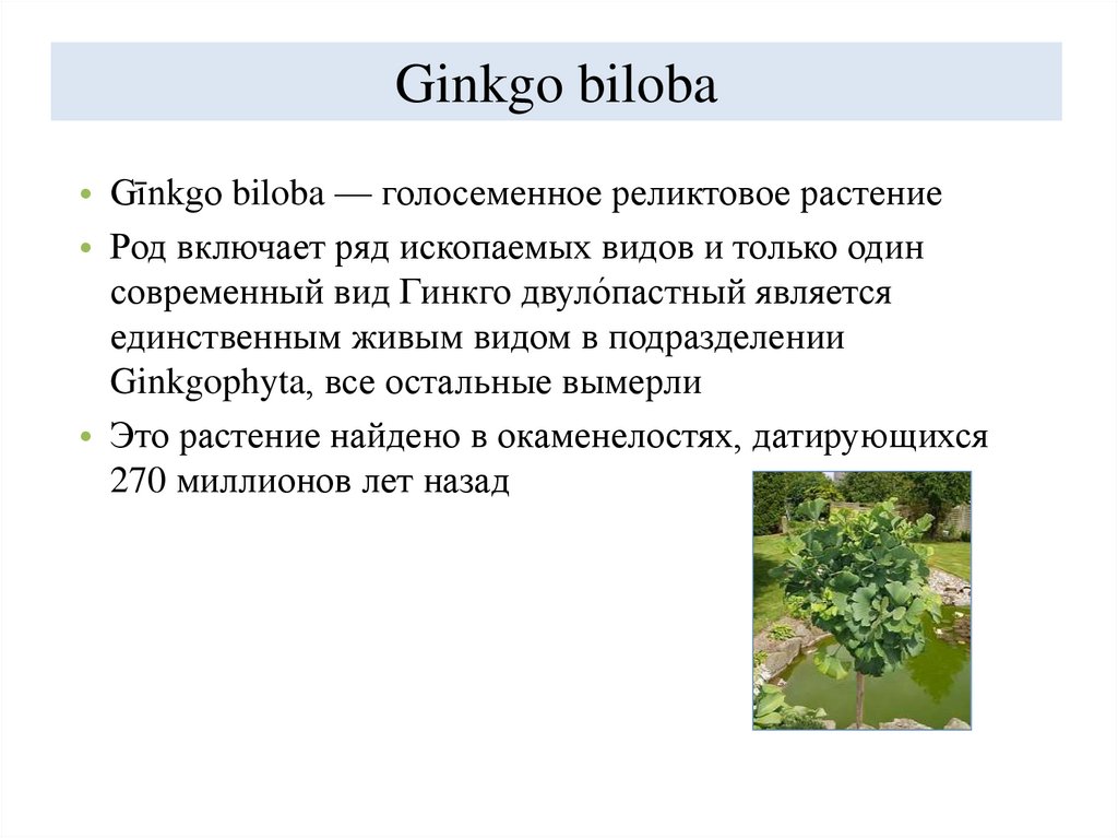 Ginkgo biloba