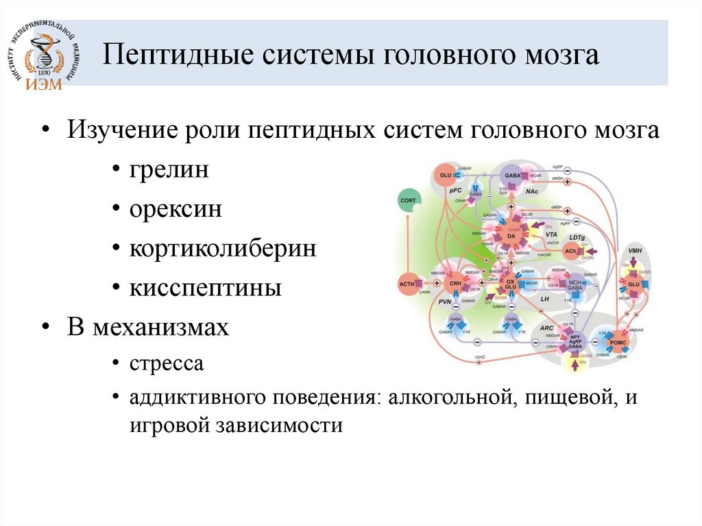Пептидные системы головного мозга