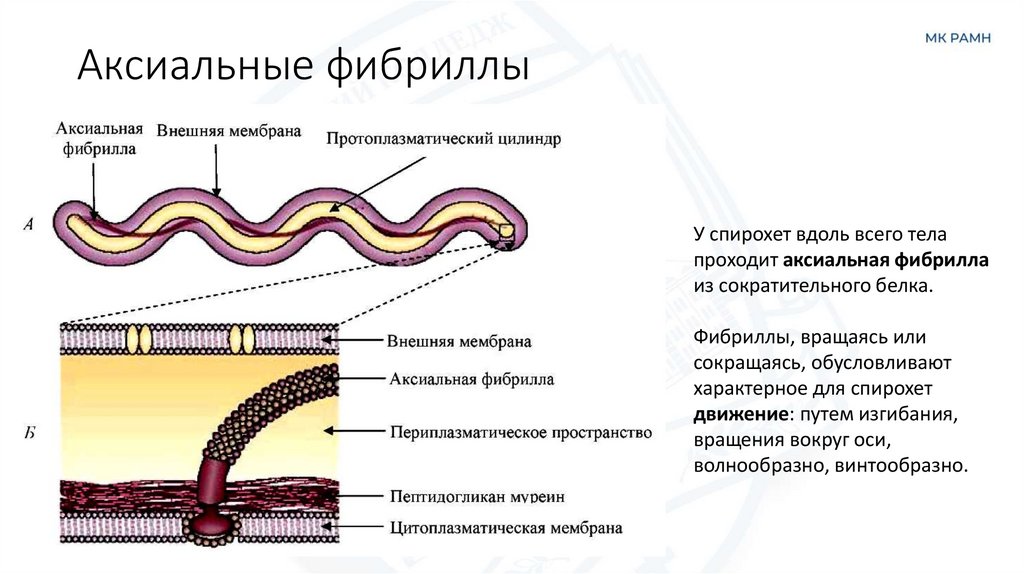 Аксиальные фибриллы