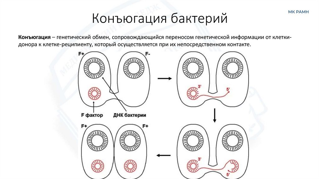 Конъюгация бактерий