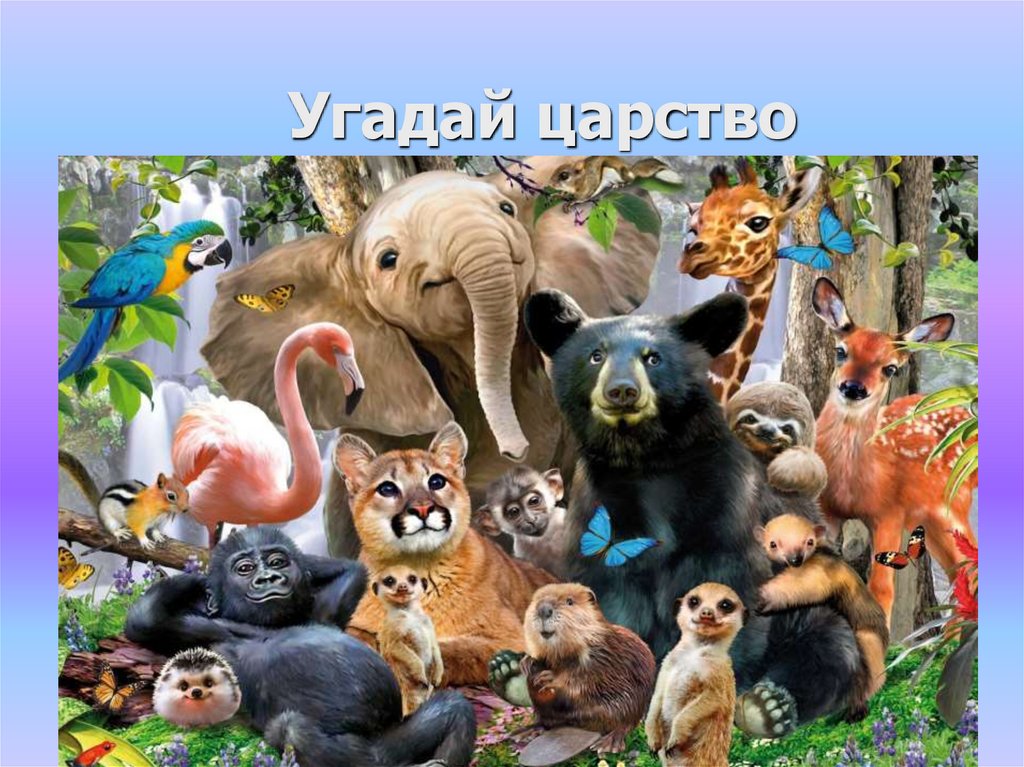 Угадай царство