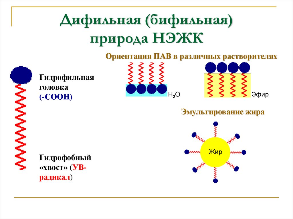 Дифильная (бифильная) природа НЭЖК
