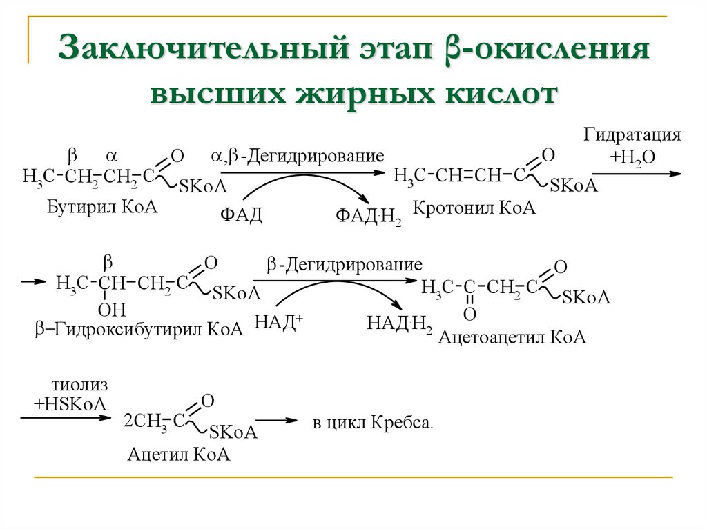 Заключительный этап β-окисления высших жирных кислот