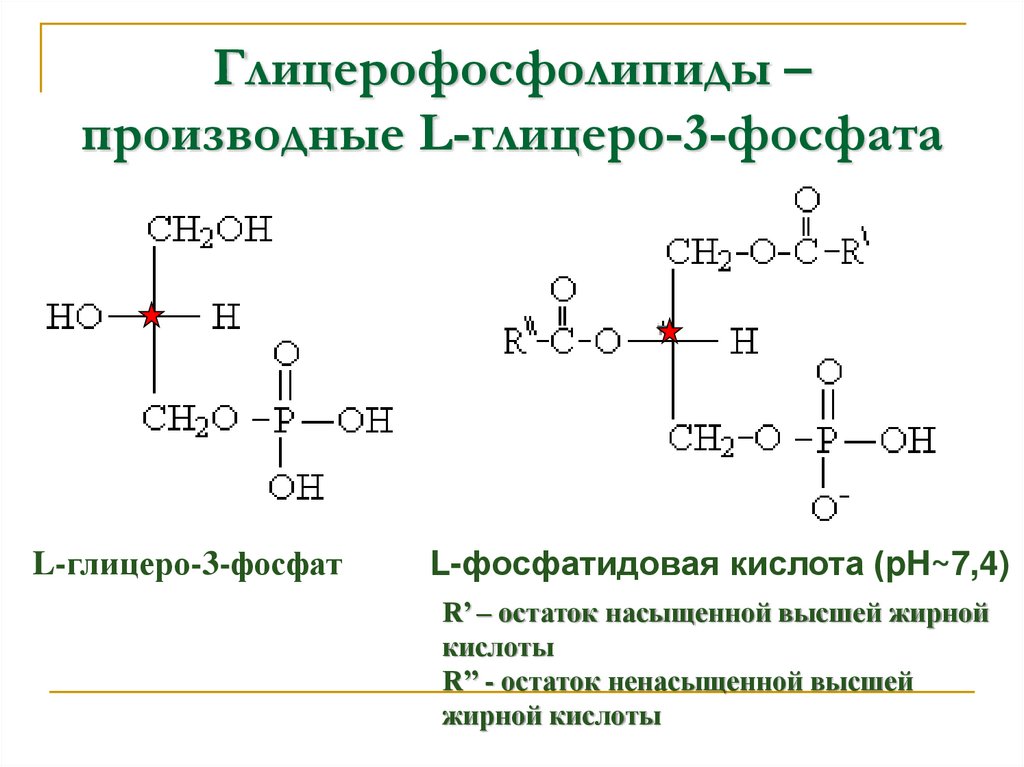 Глицерофосфолипиды – производные L-глицеро-3-фосфата