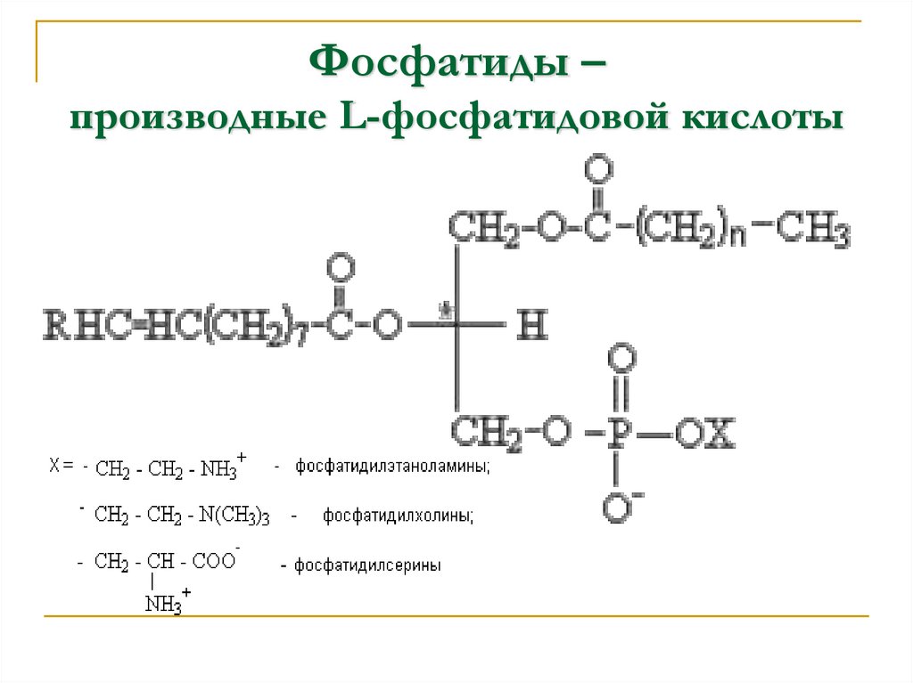 Фосфатиды – производные L-фосфатидовой кислоты