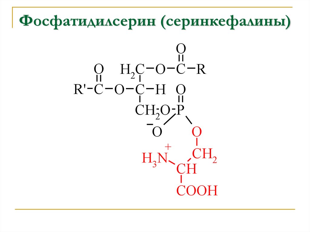 Фосфатидилсерин (серинкефалины)
