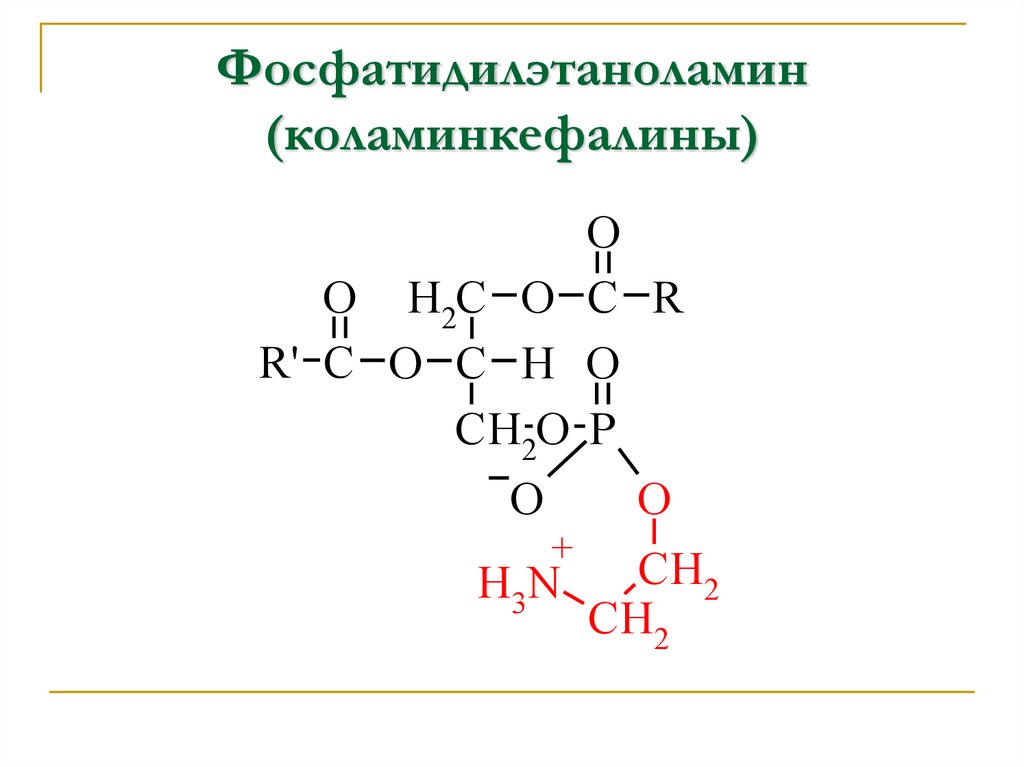 Фосфатидилэтаноламин (коламинкефалины)