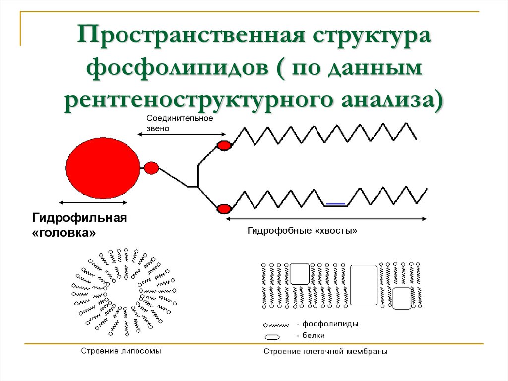 Пространственная структура фосфолипидов ( по данным рентгеноструктурного анализа)