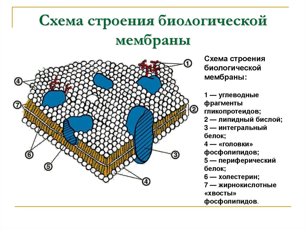 Схема строения биологической мембраны