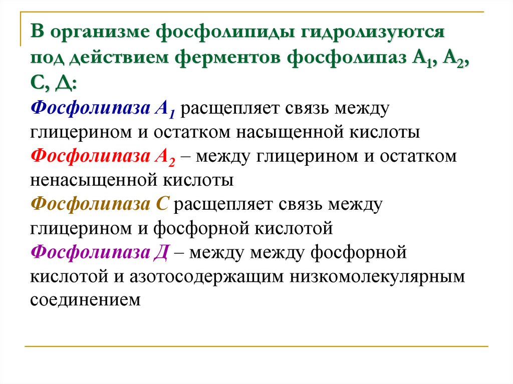 В организме фосфолипиды гидролизуются под действием ферментов фосфолипаз А1, А2, С, Д: Фосфолипаза А1 расщепляет связь между