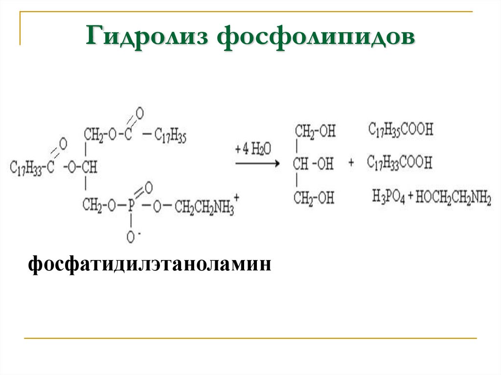 Гидролиз фосфолипидов