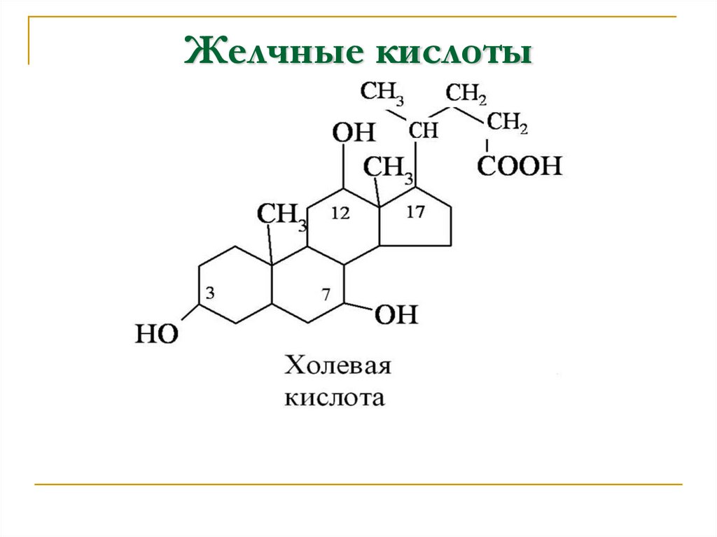 Желчные кислоты